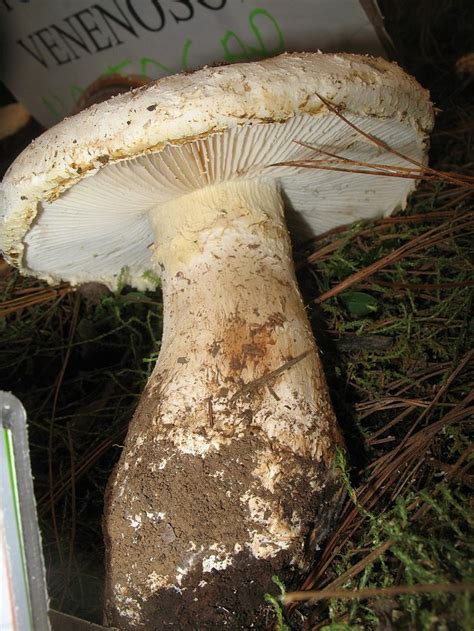 Have You Seen These Poisonous Mushrooms In North Carolina