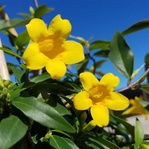 24 Gal Yellow Fragrant Blooms Carolina Jessamine Climbing Vine Plant