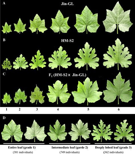 Phenotypes Of Leaf Shapes In Jin Gl Entire Leaf A Hm S2 Deeply