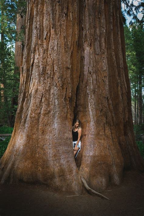 Tips For Visiting And Hiking Trail Of 100 Giants In Sequoia National