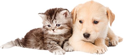 Best local home pet sitting on care.com. Pet Sitting | Prestige