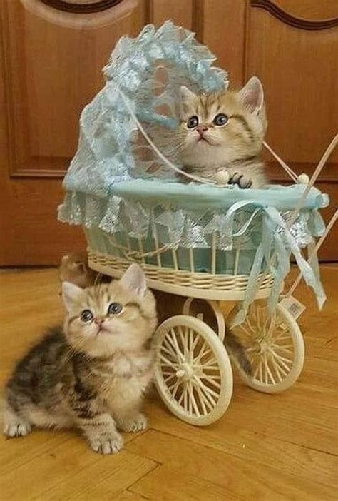 Pin By Linda Kortright On Kittens And Cats2 Kittens Cutest Cute