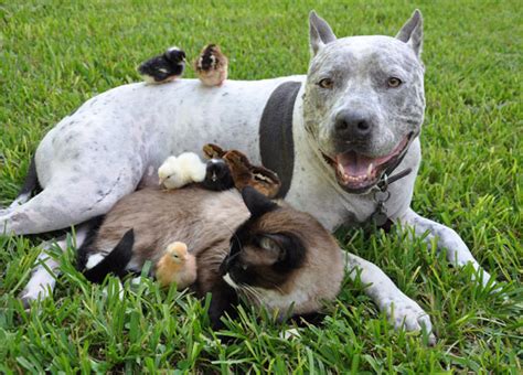 36 Unlikely Animal Friendships Showing Us That Differences Dont Matter