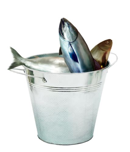 Forgetmenot Buckets Wits Fish