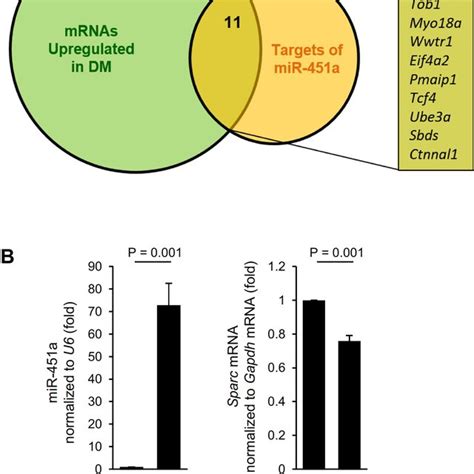 identification of mir 451a targets in muscle cells a venn diagram download scientific