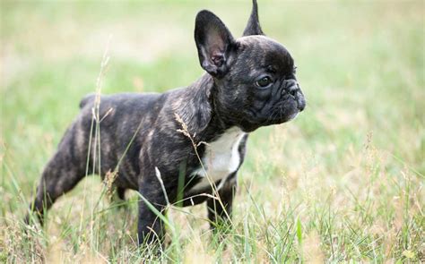 For adults, feel free to choose any of the other products in this list. French Bulldogs with skin allergies - Dog food facts
