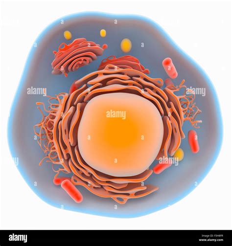 Celula Eucariota Animal Nucleo Aparato De Golgi Mitocondrias Vacuolas