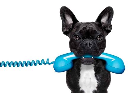 5 Phone Numbers Every Dog Owner Should Have Handy - The Dogington Post