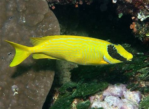 Golden Spinefoot Rabbitfish Aquarium Fish Fish Pet Fish