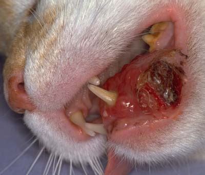Note the inflammatory cells and blood. Teeth: tumor in cats | Vetlexicon Felis from Vetstream ...