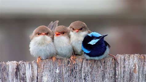 Cute Cuddling Birds 4k 7670g Wallpaper Pc Desktop