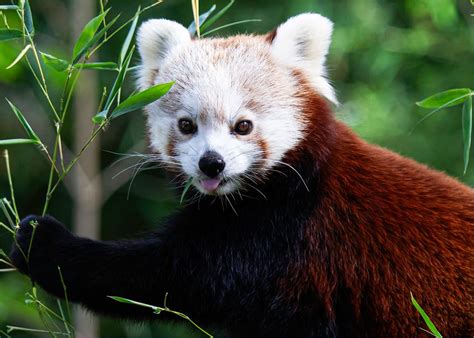 Kleiner Panda Ailurus Fulgens Foto And Bild Tiere Zoo Wildpark
