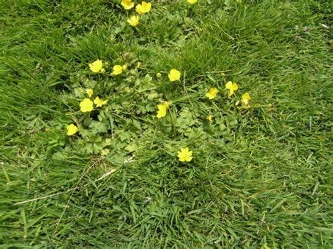 How to kill creeping charlie (and keep it from returning). Creeping Buttercup