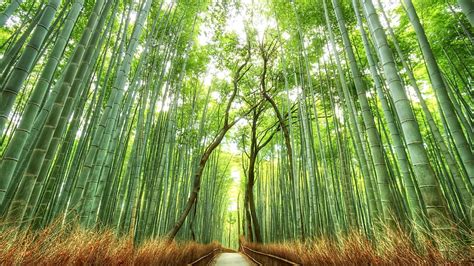 Bamboo Forest Chinese Bamboo Forest Hd Wallpaper Peakpx