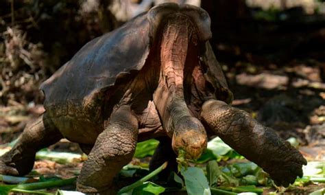 Sex Machine Prolific Galápagos Tortoise Saves His Species Wildlife