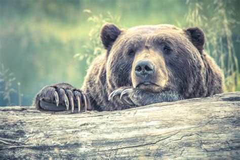 Free Picture Brown Bear Forest Carnivore Animal