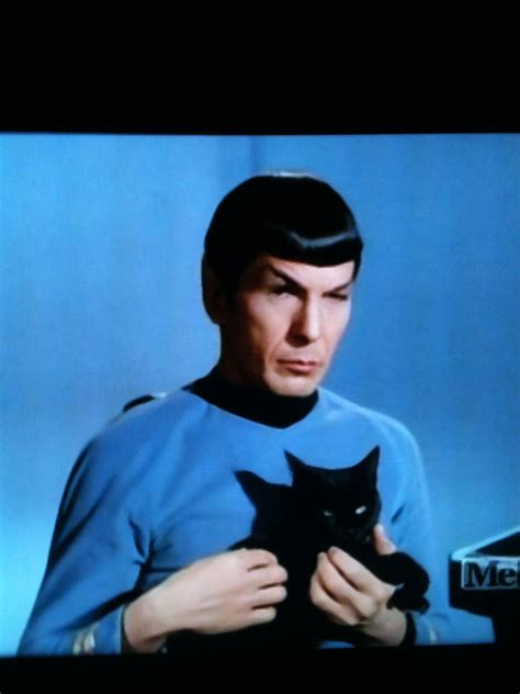 Spock Has A Cat How Cute Mr Spock Leonard Nimoy Man In Love Real