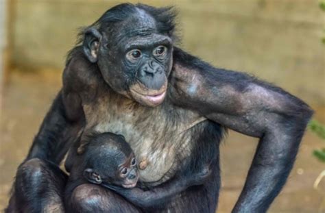 The bonobo monkey is currently endangered due to poaching and habitat loss. Wilhema in Bad Cannstatt: Das Bonobo-Baby ist ein Junge ...
