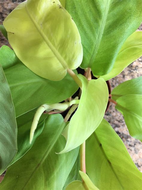 House Plant Philodendron Lemon Lime Upright Unique And Unusual