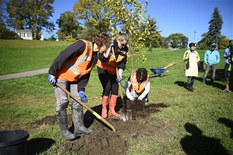 Lee And Associates Pledges To Plant A Tree For Every Deal With The Arbor