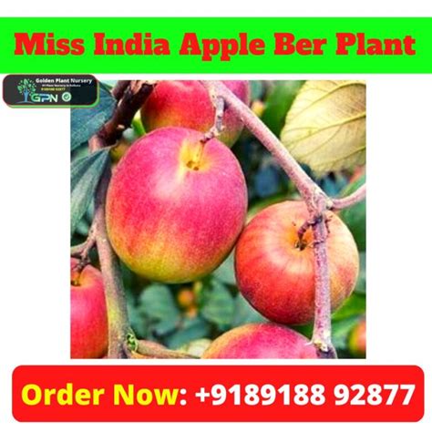 Miss India Apple Ber Plant Best Plant Nursery In Kolkata Golden Plant Nursery गोल्डन प्लांट