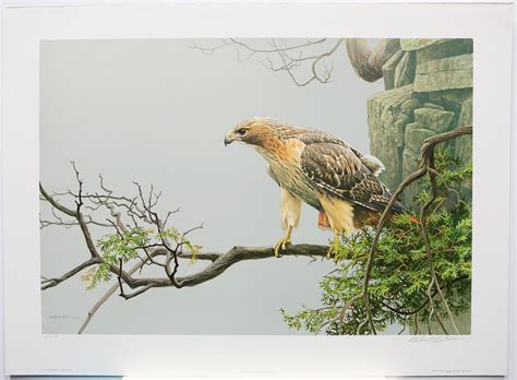 lot robert bateman s red tailed hawk by the cliff limited edition print signed and numbered