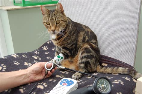 How to measure a cat's blood pressure, as demonstrated by sarah caney of vet professionals worried a cat may have hyperthyroidism? Keep calm and measure cats' blood pressure! | EurekAlert ...