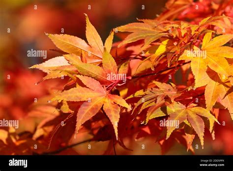 Close Up Autumn Leaves Of Red Orange Brown And Yellow Japanese Maple