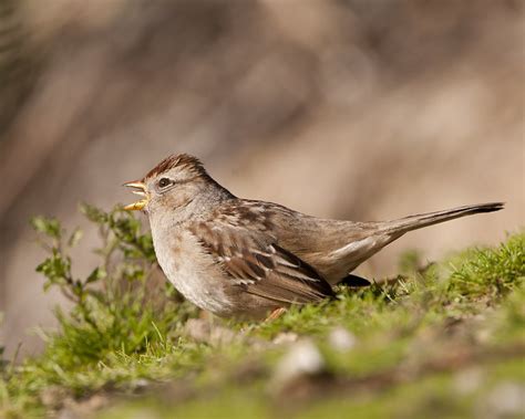 Female White Crowned Sparrow Flickr Photo Sharing