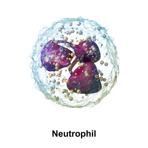 Neutrophils Functions And Related Diseases Selfdecode Labs