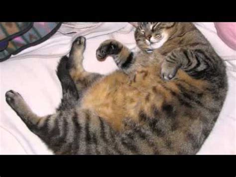 However, always be sure to remove the. Low Carb Cat Food - YouTube