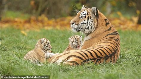 Adorable Moment Two Newborn Tiger Cubs Play With Their Mother Who Has