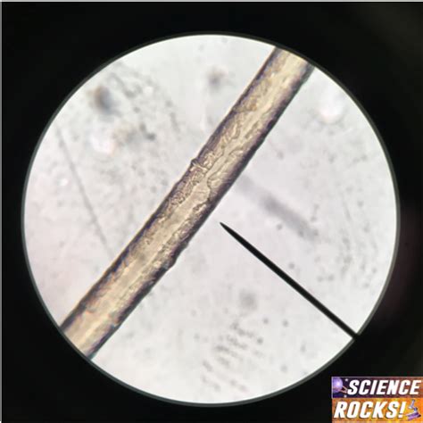 details 67 human hair under microscope best in eteachers