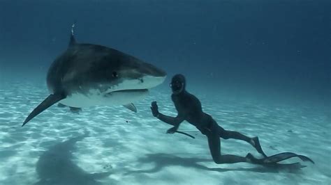 Stunning Video Shows Freedivers Swimming With Tiger Sharks