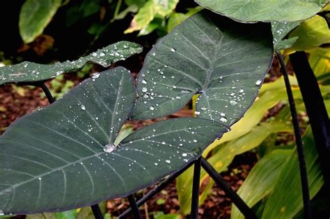 17 Types Of Elephant Ears To Grow In Your Garden Gardening Channel