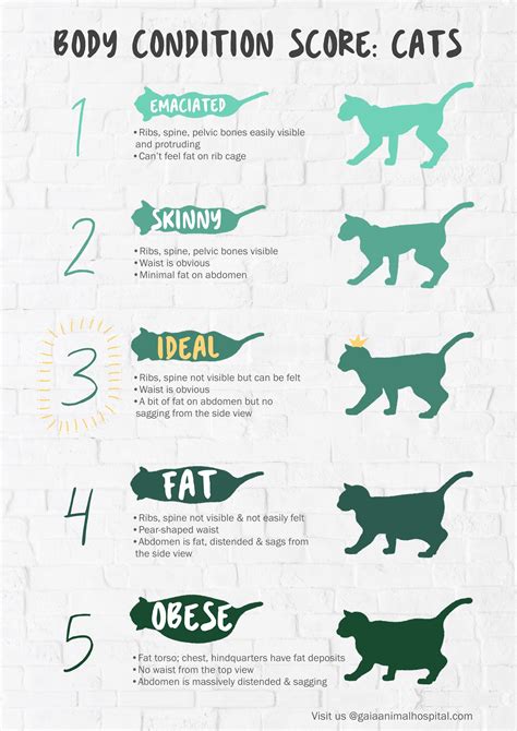 Fun Facts About Cats Cat Facts Pet Care Tips Cat Care Cat Health