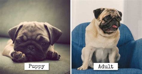 Forever Young 19 Dog Breeds That Look Like Adorable