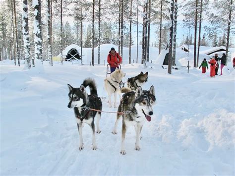 Husky Safari In Finnish Lapland