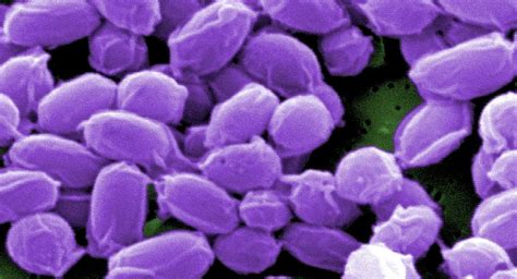 ¿estamos Perdiendo La Batalla Contra Las Superbacterias Salud Y