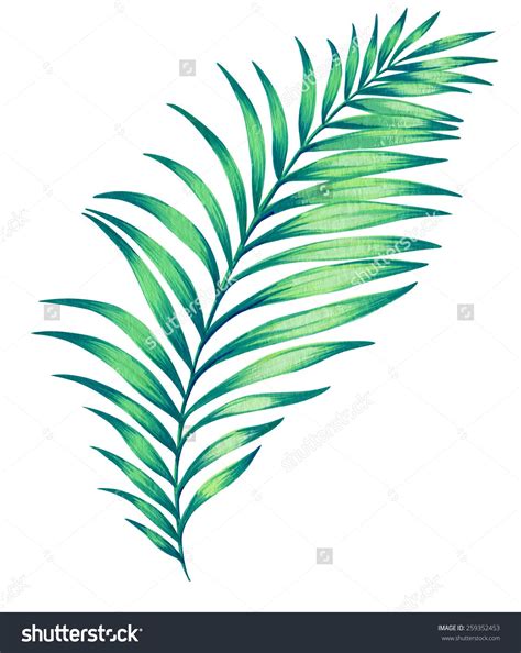 How To Draw A Palm Leaf Easy Alethea Hendrickson