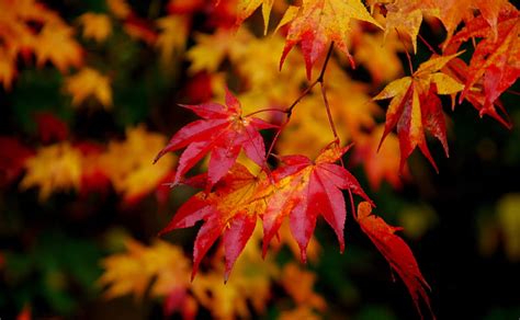 Hd Wallpaper Red Dreams Withered Tree Leaves Seasons Autumn Maple