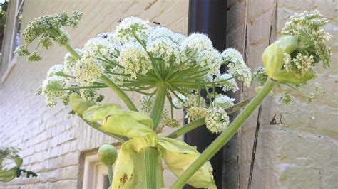 Giant Hogweed The Dangerous Plant That Can Cause Painful Skin Reactions