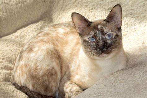 Tortie Point Siamese Cat Info Facts Traits Pictures And Faqs