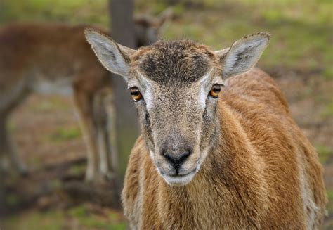 Mouflon Wild Sheep Animal Ibex Free Stock Photo Public Domain Pictures