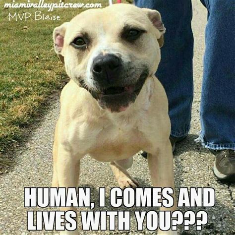 39 Best Pit Bull Memes Images On Pinterest Doggies Pit Bulls And