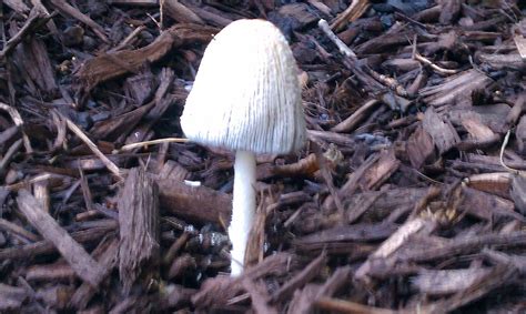 Northern Virginia Shrooms Everywhere Mushroom Hunting And