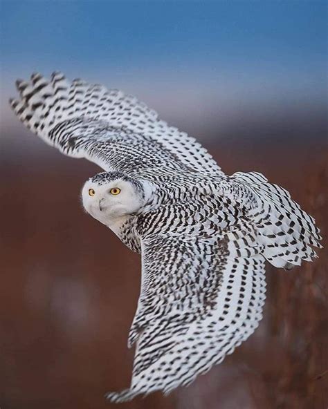 Búho Nival Snowy Owl Wildlife Animals Owl