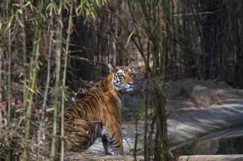 Wild Royal Bengal Tiger In Indian Jungle Stock Image Image Of Satpura
