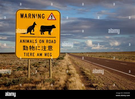 Animal Warning Sign Stuart Highway Pimba South Australia Stock Photo