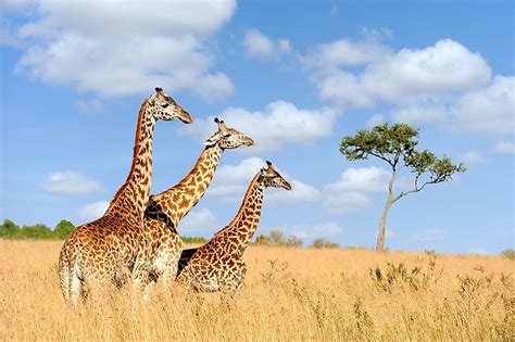 Here are 15 south african animals you should have heard about. What Animals Live In Africa? - WorldAtlas